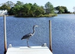  Great blue heron overlooking the wildlife sanctuary and tidal lake